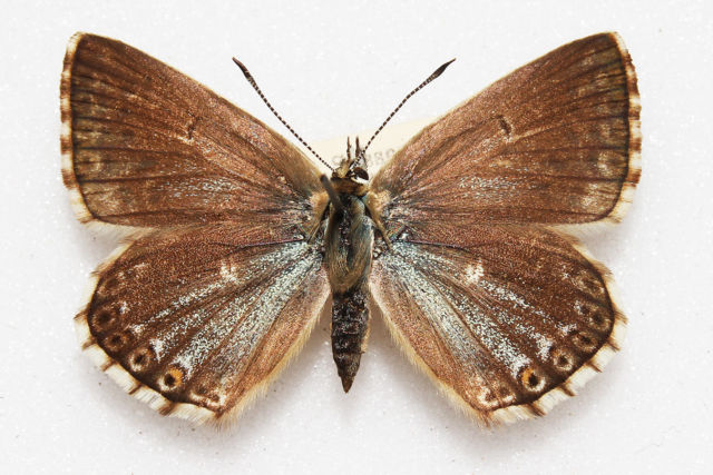 Polyommatus coridon (Chalkhill blue aberration british - west sussex 1938) Internet Image property of respective owner, non-commercial use only
